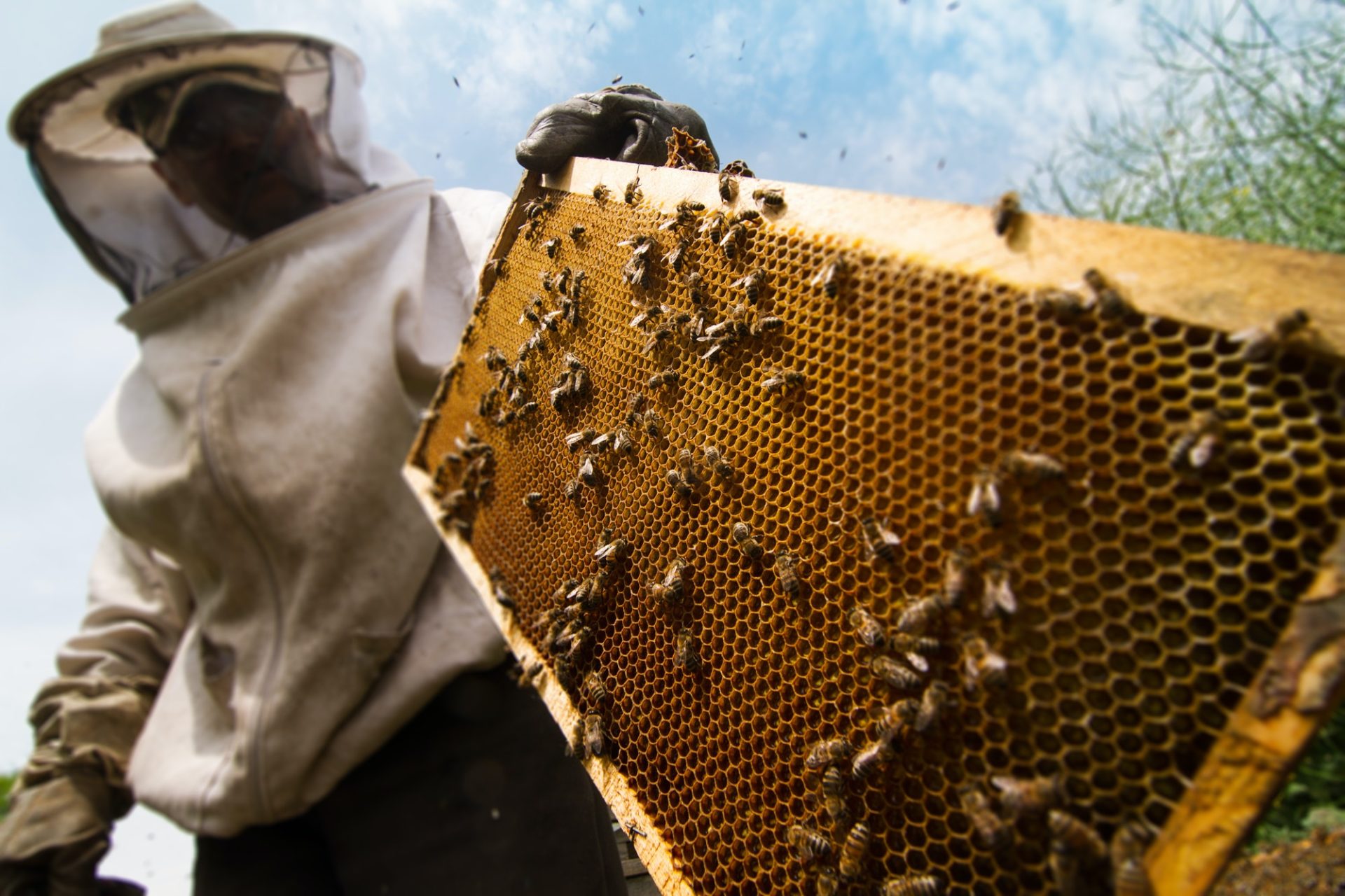 beekeeper-working-on-beehive